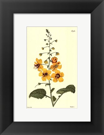 Framed Yellow Curtis Botanical II Print