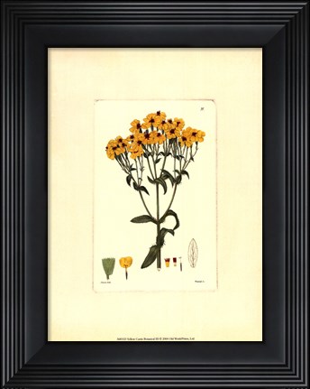 Framed Yellow Curtis Botanical III Print