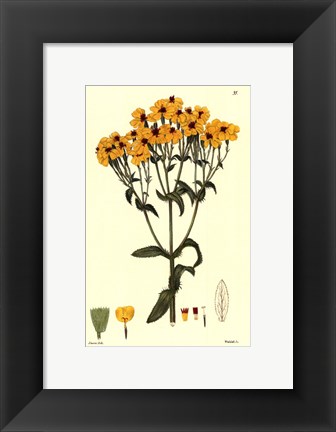 Framed Yellow Curtis Botanical III Print