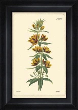 Framed Yellow Curtis Botanical IV Print