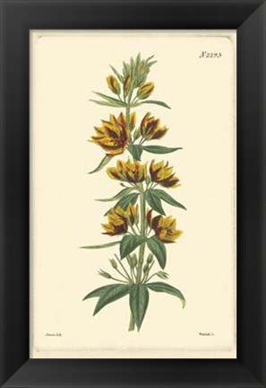 Framed Yellow Curtis Botanical IV Print