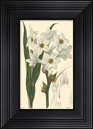 Framed White Curtis Botanical I Print