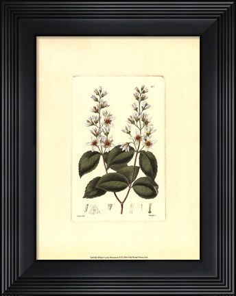 Framed White Curtis Botanical II Print