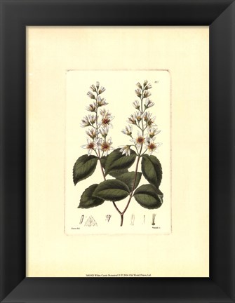 Framed White Curtis Botanical II Print