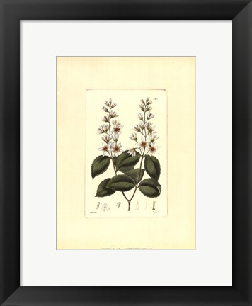 Framed White Curtis Botanical II Print