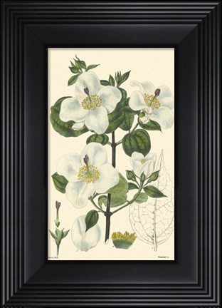 Framed White Curtis Botanical III Print