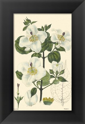 Framed White Curtis Botanical III Print