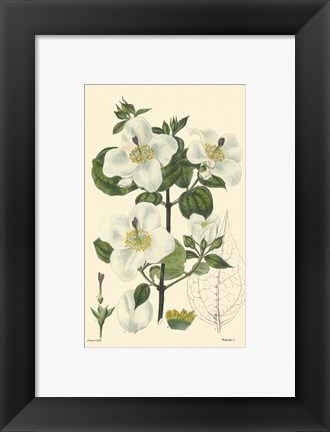 Framed White Curtis Botanical III Print