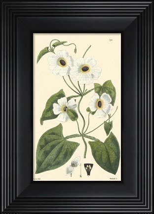 Framed White Curtis Botanical IV Print