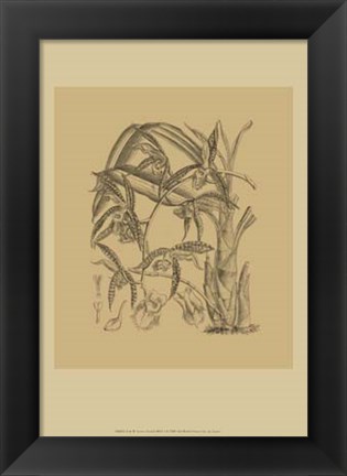 Framed Orchid on Khaki(WG) I Print