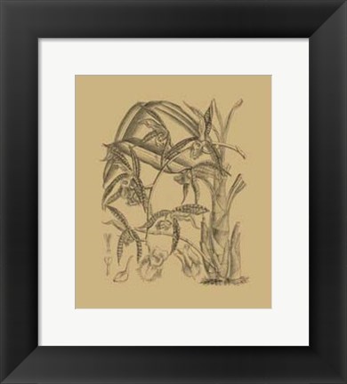 Framed Orchid on Khaki(WG) I Print