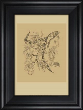 Framed Orchid on Khaki(WG) II Print