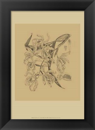Framed Orchid on Khaki(WG) II Print