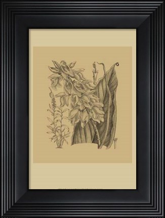 Framed Orchid on Khaki(WG) III Print