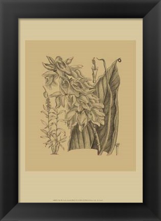 Framed Orchid on Khaki(WG) III Print