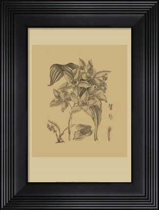 Framed Orchid on Khaki(WG) IV Print