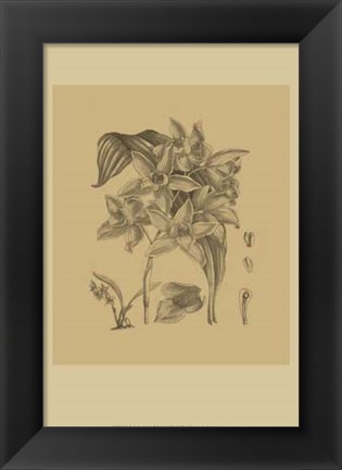 Framed Orchid on Khaki(WG) IV Print