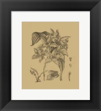 Framed Orchid on Khaki(WG) IV Print