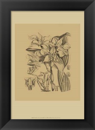 Framed Orchid on Khaki(WG) V Print