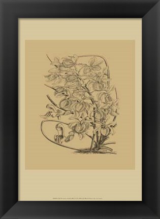 Framed Orchid on Khaki(WG) VI Print