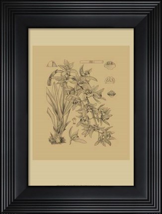 Framed Orchid on Khaki(WG) VII Print