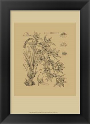 Framed Orchid on Khaki(WG) VII Print