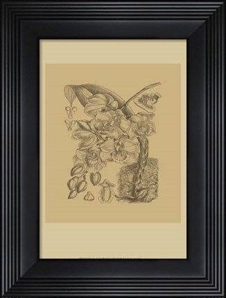 Framed Orchid on Khaki(WG) VIII Print