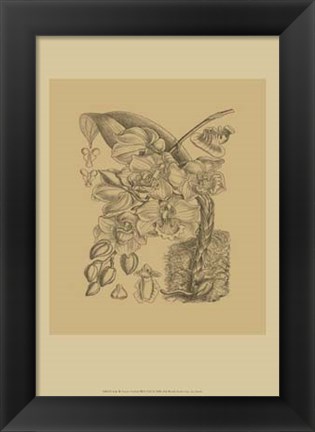 Framed Orchid on Khaki(WG) VIII Print
