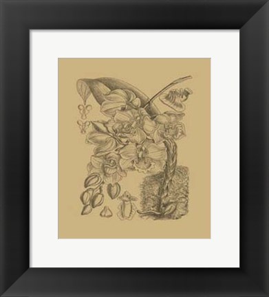 Framed Orchid on Khaki(WG) VIII Print