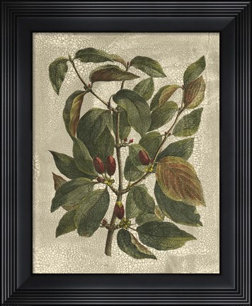 Framed Printed Deshayes Trees II Print