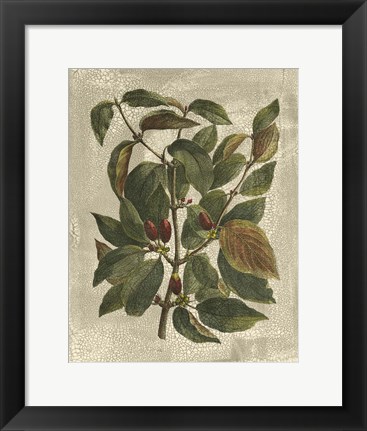 Framed Printed Deshayes Trees II Print