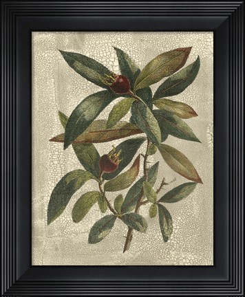 Framed Printed Deshayes Trees III Print