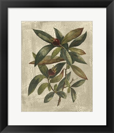 Framed Printed Deshayes Trees III Print