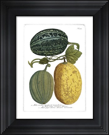 Framed Antique Melons I Print