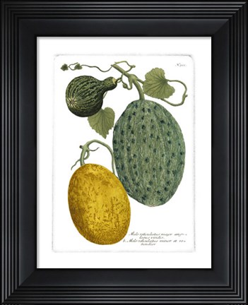 Framed Antique Melons II Print