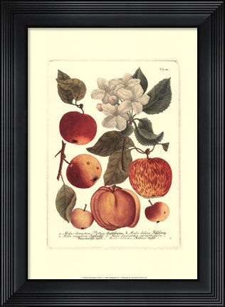 Framed Fruits I Print