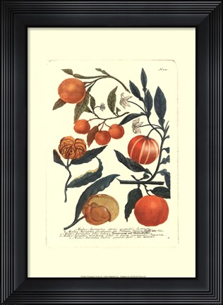 Framed Fruits III Print