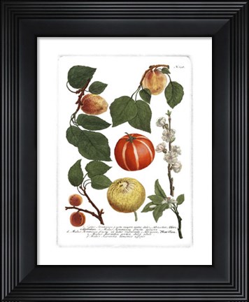 Framed Fruits IV Print
