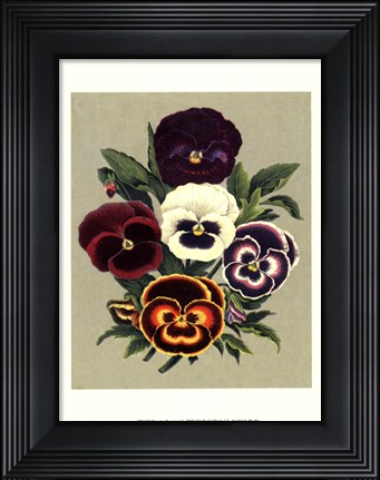 Framed Tricolor Pansies I Print