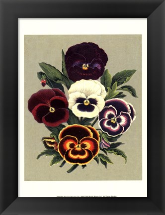 Framed Tricolor Pansies I Print