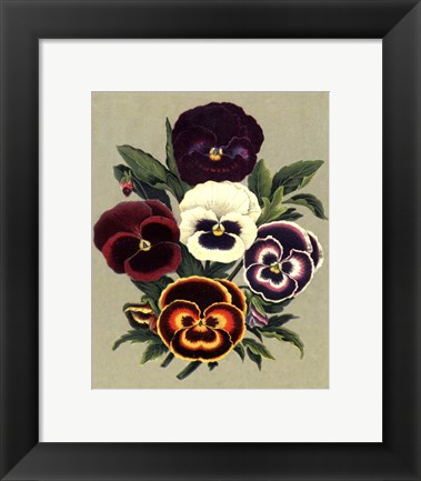 Framed Tricolor Pansies I Print