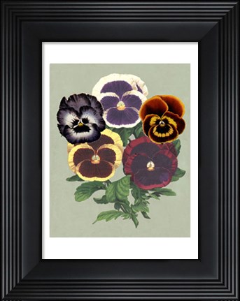 Framed Tricolor Pansies II Print