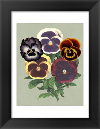 Framed Tricolor Pansies II Print