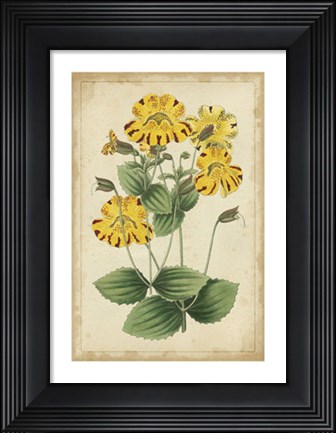 Framed Curtis Blooms in Yellow I Print