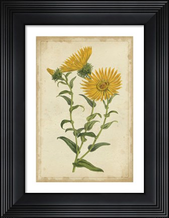 Framed Curtis Blooms in Yellow II Print