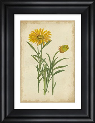 Framed Curtis Blooms in Yellow III Print