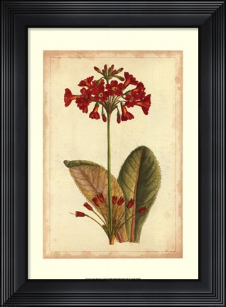 Framed Curtis Blooms in Red I Print