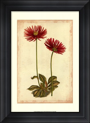 Framed Curtis Blooms in Red II Print