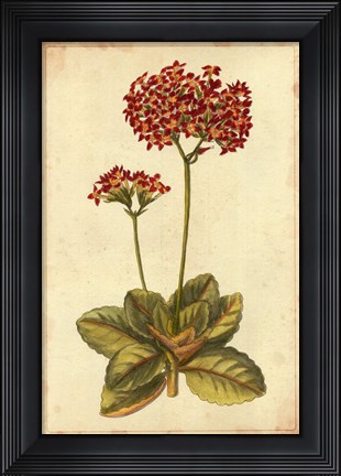 Framed Curtis Blooms in Red III Print