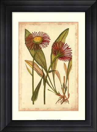 Framed Curtis Blooms in Red IV Print